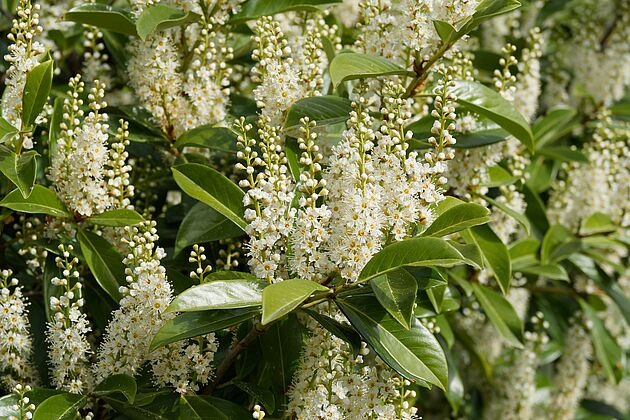 Les plantes invasives | Ville du Chesnay-Rocquencourt